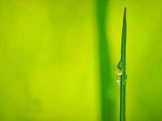 dew drops that stick to the green stems of plants.