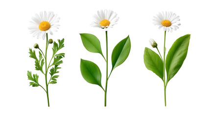 Obraz premium Daisy Growth Stages Illustration