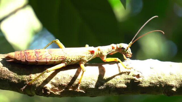 Walking Stick Insect Camouflage on Branch