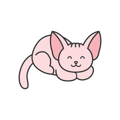 Cute sphynx cat