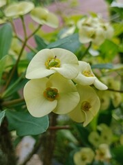 white euphorbia flower