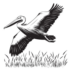 illustration of a pelican flying vector image