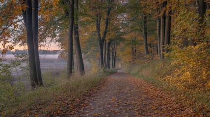 Obraz premium Scenic Autumn Walk with Vibrant Tree Canopy