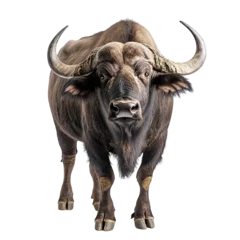 Wandcirkels Buffel Close-up portrait of a cape buffalo isolated on transparent background.  © Mori Deci