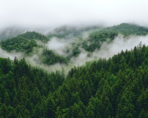 Misty mountain forest (1)