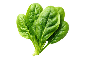 Bunch of Fresh Spinach Leaves with Visible Veins and Dew Drops, On Transparent Background, Png