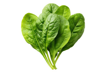 Bunch of Fresh Spinach Leaves with Visible Veins and Dew Drops, On Transparent Background, Png