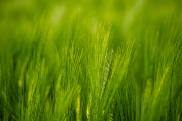 Zwischen den Halmen zu stehen, dem leisen Rascheln zu lauschen – das ist für mich wie ein tiefer Atemzug für die Seele. Dieses Bild erinnert mich daran, wie beruhigend es ist, sich in der Natur zu ver