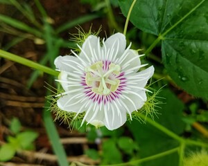 mini passion flower
