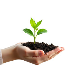 Young Green Plant Sprouting from Soil in Cupped Hand  PNG file isolated on transparent background