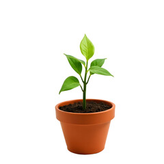 Terracotta pot with young green plant and lush leaves PNG file isolated on transparent background