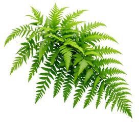 Fototapeta premium Bright green fern leaves with delicate intricate patterns isolated on black background