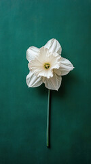 A single, pristine white daffodil blooms against a deep teal backdrop.  I