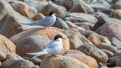 Two seagulls sit on rocks. One in the foreground is in focus, the other is out of focus.
