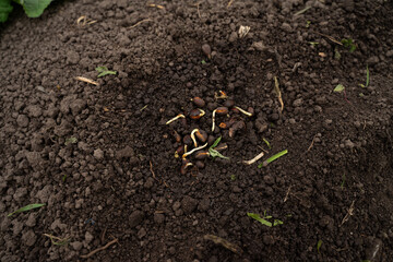 sprouted pine nut