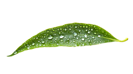 A single dewdrop clinging to the edge of a vibrant green fern leaf, isolated on Transparent Background.