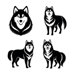 Alaskan Malamute dogs