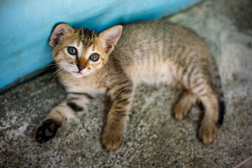 Abandoned kitten resting on concrete