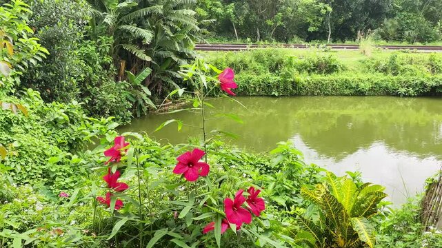  Red Hibiscus flowers swaying in the wind on the green tree , Red jaba, Hibiscus flower
