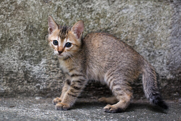 Obraz premium Portrait of a gray striped kitten, he lies and looks at the camera