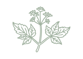 Angelica Genuflexa Line Art Illustration