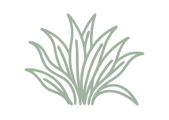 Comandra Geocaulon Lividum Plant Illustration