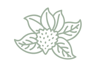 Devil's Club Flower Line Art Illustration