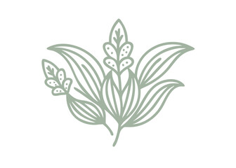 False Hellebore Veratrum Viride Line Art Illustration
