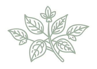 Enchanter's Nightshade Line Art Illustration