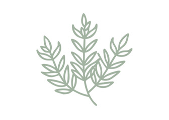 Minimalist Fireweed Branch Illustration, Epilobium