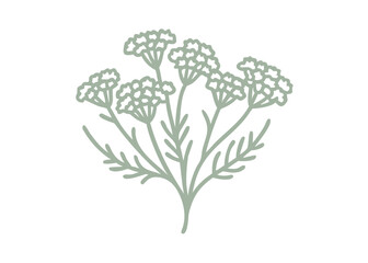 Minimalist Yarrow Flower Illustration, Achillea Borealis © Lungani