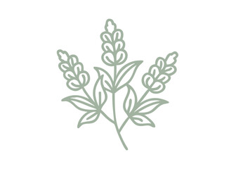 Monkshood Flower Line Art Illustration
