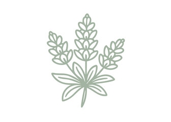 Nootka Lupine Flower Line Art Illustration