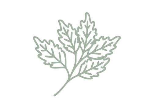 Lamb's Quarters Outline Illustration, Chenopodium Album
