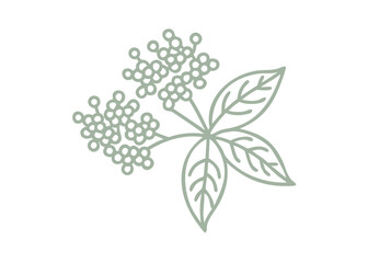 Minimalist Red Elderberry (Sambucus Racemosa) Illustration