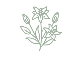 Delicate Star Gentian Flower Line Art Illustration