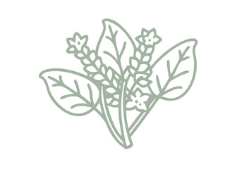 Polygonum Alaskanum Line Art Illustration