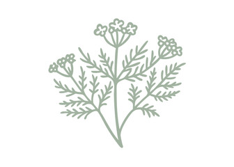 Minimalist Yarrow Flower Illustration, Achillea Borealis © Lungani