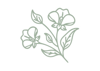 Wild Sweet Pea Line Art Illustration