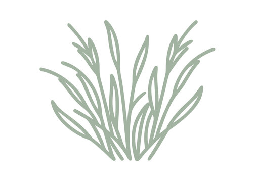 Sweetgrass Line Art Illustration, Hierochloe Odorata