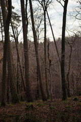 Bare trees in Palatinate Forest