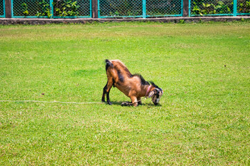 Goat in a field, eating grass. Picture clicked at Dharasuram temple, Tamil Nadu, India