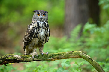 Eurasian eagle owl ( Bubo bubo ) close up
