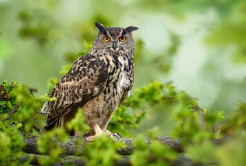 Eurasian eagle owl ( Bubo bubo ) close up