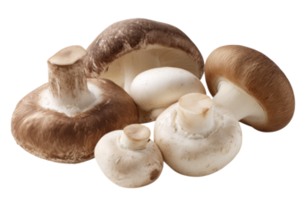 Group of Mushrooms Including Portobello, Button, and Shiitake Arranged on White Background, On Transparent Background, Png