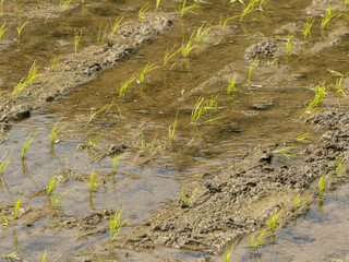 苗が植えられた水田の風景