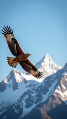 Fototapeta premium eagle in flight