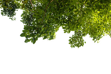 Obraz premium green leaves isolated on white background