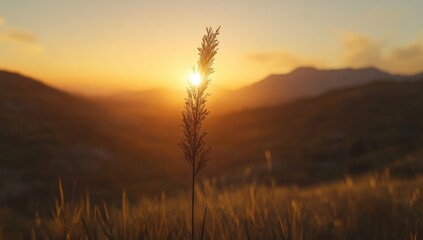 Fototapeta premium Golden sunset, grass, mountains