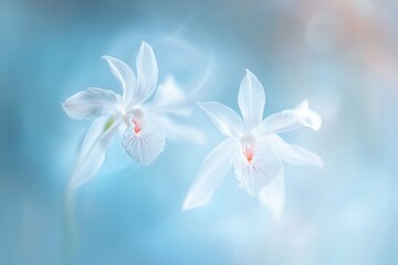 Fototapeta premium Delicate, pale white orchids against a soft, teal-blue background